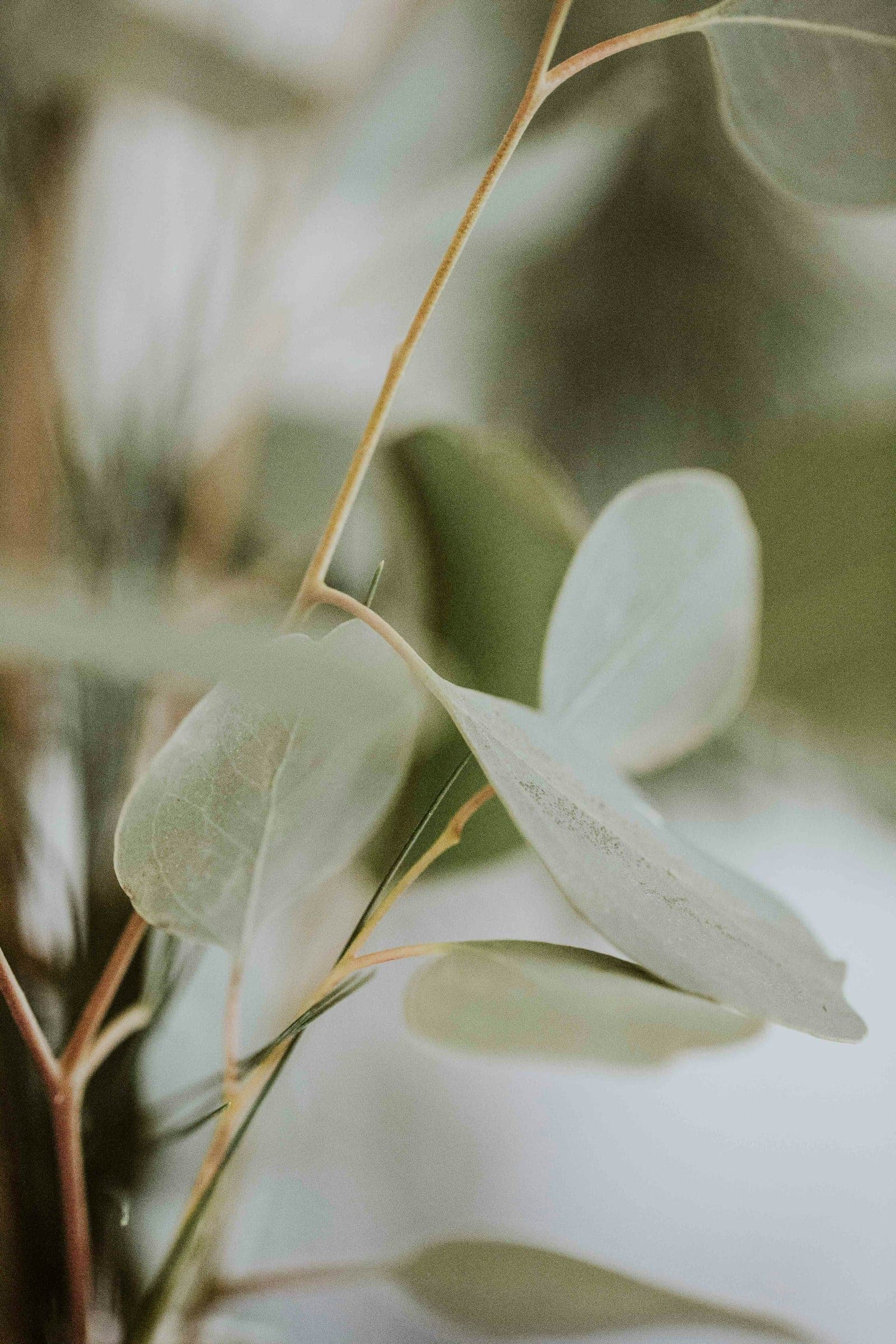Eucalyptus sprigs against a pale background